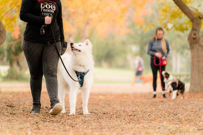 Service Provider of Office Leash Training in Bangalore, Karnataka, India.