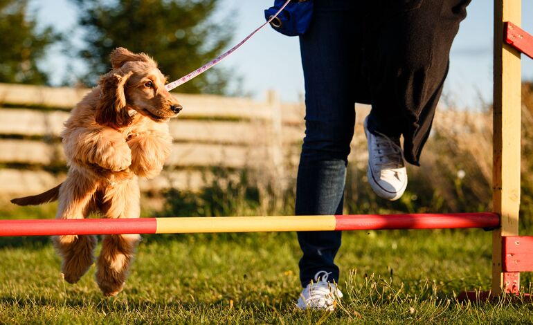 Service Provider of Dog Training Doorstep in Bangalore, Karnataka, India.